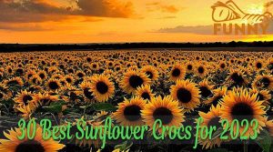 30 Ways to Style Sunflower Crocs