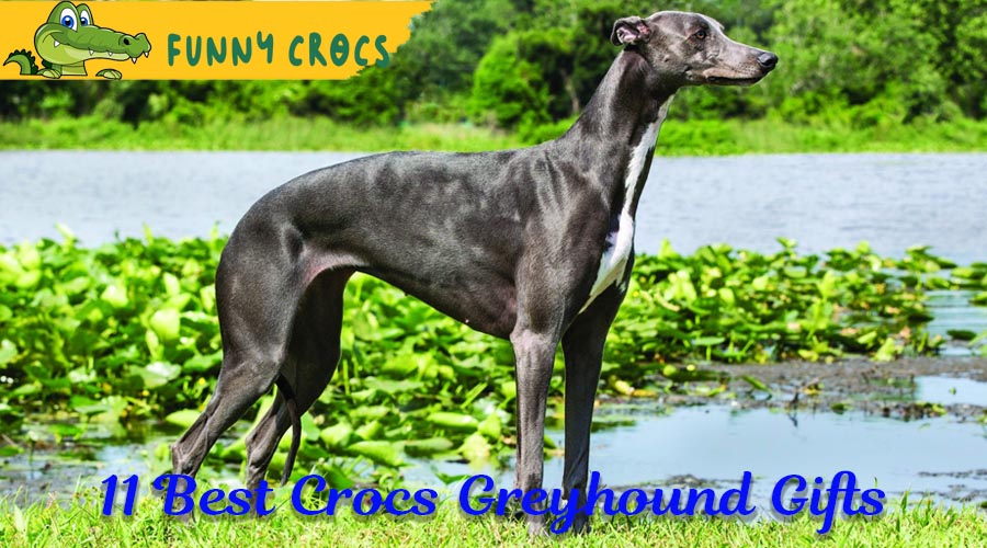 11 Best Crocs Greyhound Gifts