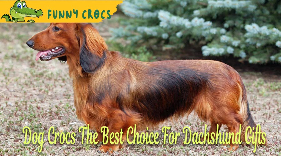 Dog Crocs Is The Best Choice For Dachshund Gifts